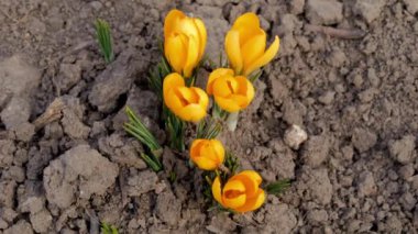 Sarı Crocus Çiçeğinin Siyah Arkaplanda Çiçek Açma Zamanı. 4K.
