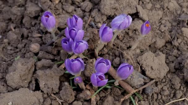 Kék Ibolya Színű Crocuses Virág Kertben Április 2022 Ötlet Képeslapokhoz — Stock videók