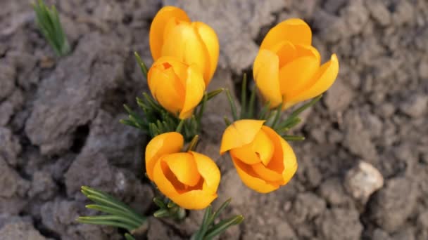 Timelapse Yellow Crocus Flower Blooming Black Background Inglés — Vídeos de Stock