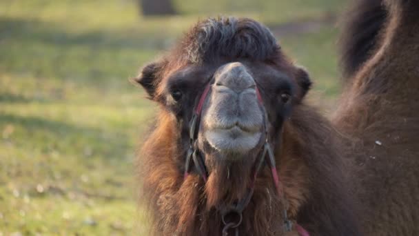 Close Camels Face Arabian Camel Undisputed Favorite Animal Populations Arab — Stock Video