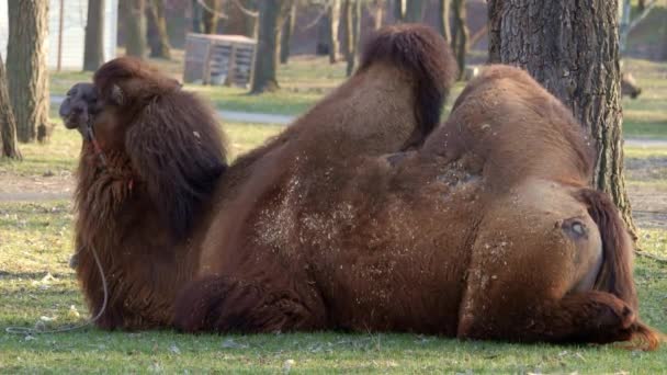 Nahaufnahme Des Kamelgesichts Das Arabische Kamel Ist Das Unbestrittene Lieblingstier — Stockvideo
