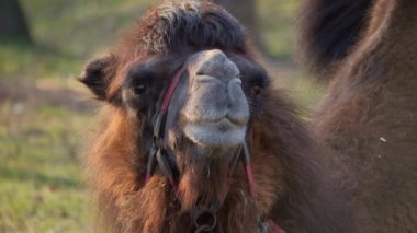 Develerin yüzüne yakın çekim. Arap devesi Arap dünyasının tartışmasız favori hayvanıdır..
