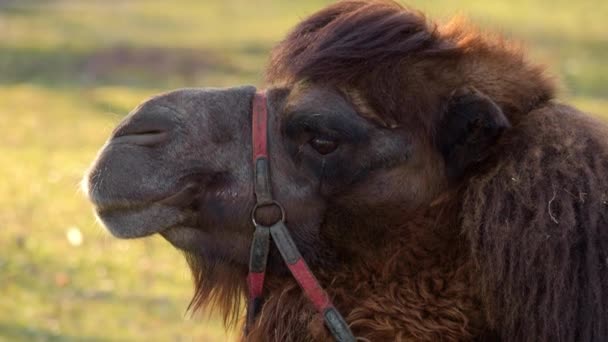 Närbild Kamelernas Ansikte Den Arabiska Kamelen Den Obestridda Favorit Djur — Stockvideo