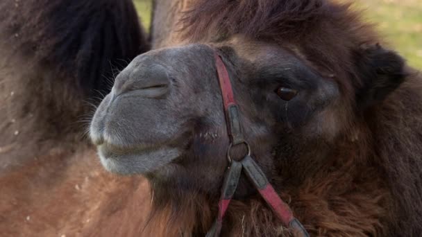 Close Van Kamelen Gezicht Arabische Kameel Het Onbetwiste Favoriete Dier — Stockvideo