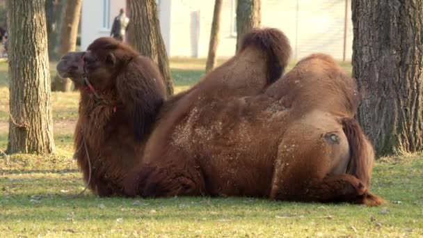 Аравійський Верблюд Беззаперечна Улюблена Тварина Арабського Світу — стокове відео