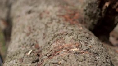 Marangoz adam, tahta bir tahtayı testereyle kesiyor..