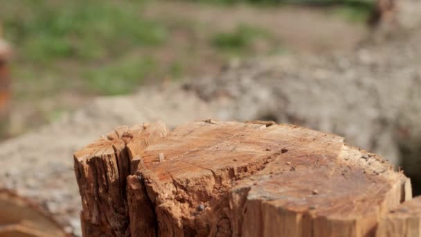 Człowiek Stolarz Pilnuje Drewnianej Deski Piłą Ręczną — Wideo stockowe