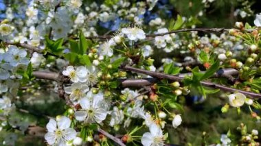 Kiraz çiçeği konsepti. Japon sakurası. Hanami..