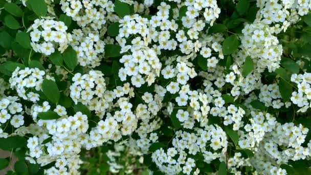 Botões Brancos Flores Nos Ramos Arbusto Spirea Vídeo De Bancos De Imagens