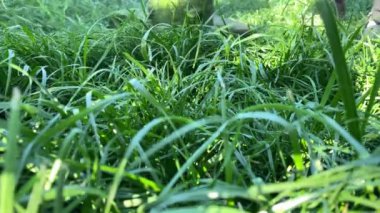 Arka bahçesinde budayıcı olan çimenleri biçerken yakın plan. Ağır çekim. Alt ön-horing. Çimleri biçmek farklı yönlere uçmak. Bahçe bakımı kavramı