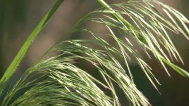 Yeşil tarla bitkisinin darı geçmişi. İnci darı pennisetum glaucum en yaygın yetişen darıdır. Ukrayna 'daki Pearl Millet Alanı. Ürün Bajra ya da Bajri Tarım olarak bilinir..