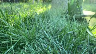 Bahçıvan çim biçer. Adam çim biçme makinesi kullanarak bahçede çim biçiyor. İşçi çim biçme makinesi bahçe kesiyor. Çim biçme makinesi. Çim biçme makinesi ve çim biçme makinesi. bahçe bakım servisi.