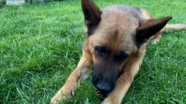 Güzel Alman çoban köpeği, akıllı ve eğitilmesi kolay.
