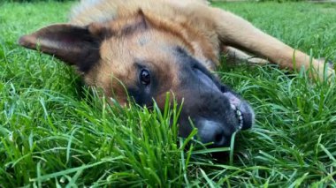 Güzel Alman çoban köpeği, akıllı ve eğitilmesi kolay.