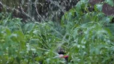 Yeşil çimenleri sulayan fıskiyeler. Bahçe işleri konsepti. Yavaş çekim 4K UHD video