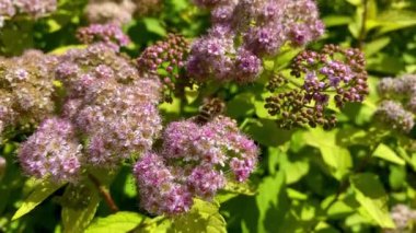 Bal arılarını kapatın. Mor çiçeklerin etrafında uçmak. Arılar ilkbaharda nektar poleni toplarlar. Güneşli bir gün. ağır çekim