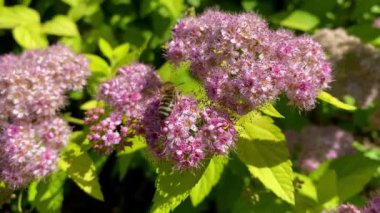 . Mor çiçeklerin etrafında uçmak. Arılar ilkbaharda nektar poleni toplarlar. Güneşli bir gün. ağır çekim