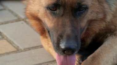 güzel Alman çoban köpeği,