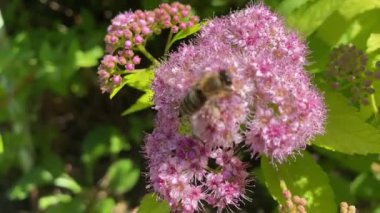 . Mor çiçeklerin etrafında uçmak. Arılar ilkbaharda nektar poleni toplarlar. Güneşli bir gün. ağır çekim