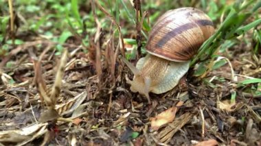 Onlar nemli ve yağmurlu yerlerde yaşıyorlar..