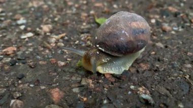 Bir bahçe salyangozu ya da bahçe sümüklüböceği asfalt boyunca zarifçe süzülüyor. Bahçe sümüklüböceği Cornu aspersum . Helix aspersa, Cryptomphalus aspersus..