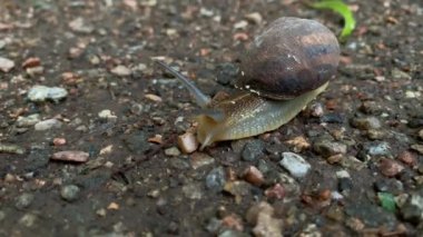 Bir bahçe salyangozu ya da bahçe sümüklüböceği asfalt boyunca zarifçe süzülüyor. Bahçe sümüklüböceği Cornu aspersum . Helix aspersa, Cryptomphalus aspersus..