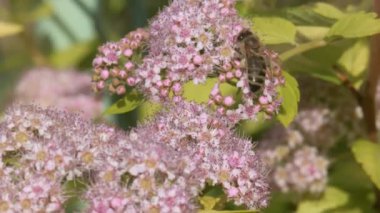 Bal arılarını kapatın. Mor çiçeklerin etrafında uçmak. Arılar ilkbaharda nektar poleni toplarlar. Güneşli bir gün. ağır çekim