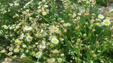 Papatya çayı. Yeşil çimlerin üzerinde beyaz papatya çiçekleri günbatımında rüzgarda sallanıyor. Yeşil çimenli papatya çiçeği tarlası. Ağır çekimde kapat. Doğa, çiçekler, ilkbahar, biyoloji, hayvan konsepti