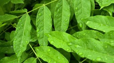 Yağmurdan sonra taze yapraklar. Hareket. Çiçek çalılığından yeşil, parlak yapraklar. Güneş tepede derin paralel damarları olan plantaginea, makro, doku..