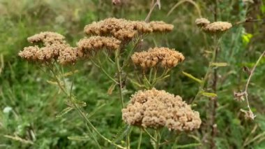 Achillea millefolium. Güz, kış ya da bahar aylarında rüzgarın karıştırdığı güzel kuru, sulu bahçeli çiçekler.