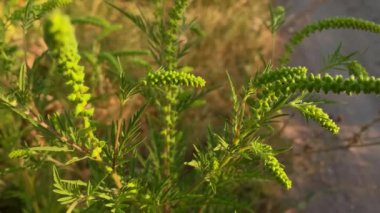 Ragweed çiçekleri. Ragweed veya ambrosia çalıları hassas nüfusa alerjik reaksiyonlara neden oluyor. Ambrosia artemisiifolia çiçekleri yaygın yosun, yıllık yosun