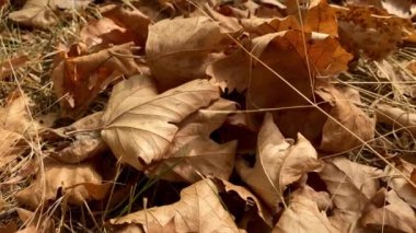 Rüzgâr yere düşen kuru yaprakları silip süpürüyor..