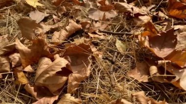 Rüzgâr yere düşen kuru yaprakları silip süpürüyor..