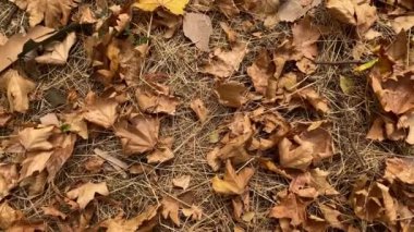 Rüzgâr yere düşen kuru yaprakları silip süpürüyor..