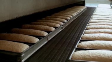 Fırının üretim hattında bir somun ekmek. Fırında pişmiş ekmek, fırından yeni çıktı. Güzel bir altın rengiyle..