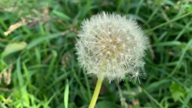 Karahindiba tohumu tohumu tomurcuğu yeşil doğada hızla çiçek açar.