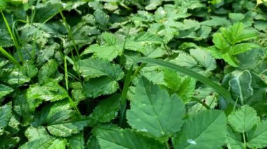 Taze yeşil çimlerin üzerindeki çiğ taneleri.