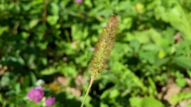 Küçük yeşil dikenler. Çim dikenleri. İlkbahar sulu yeşil çimenler ve rüzgarda sallanan küçük beyaz çiçekler, yakın plan.