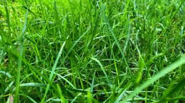 Taze yeşil çimlerin üzerindeki çiğ taneleri.