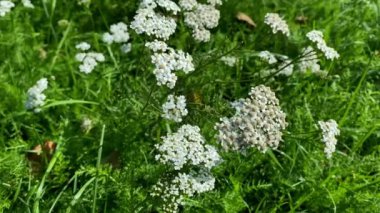 Çiçekli kireç, folyo, Achillea Millefolium. Paskalya ailesinin otçul bitkisi..