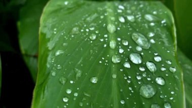 Su damla akar aşağı üzerindeki yaprak, güzel gerçekçi 3d animasyon. 4k