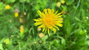 İlkbaharda açan sarı karahindibalar, bahar mevsiminde sarı karahindiba tarlaları.