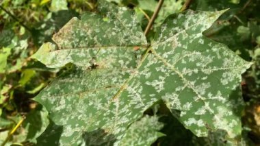 Cassava yapraklarının biri tarafından dokunulduğu makro görüntüler.