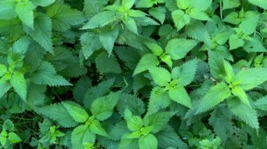 Isırgan otunun yeşil yaprakları güneş ışınları, ısırgan otu sokması.