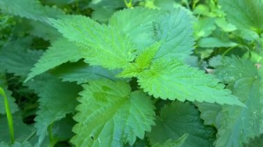 Isırgan otunun yeşil yaprakları güneş ışınları, ısırgan otu sokması.