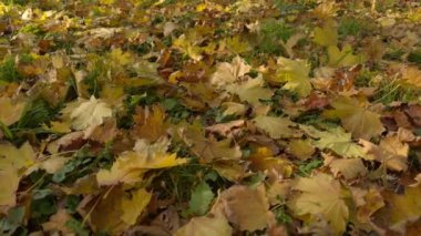 Sonbaharda sarı akçaağaç yapraklı çim manzarası. Düşen yapraklarla sonbahar şablonu çekerken yavaş çekim