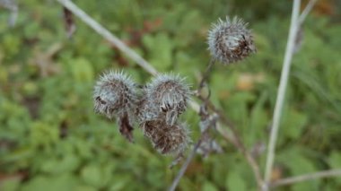 Kurutulmuş dulavrat, dulavratlı örümcek ağı. Yaz dulavratotu. Yüksek kalite 4k görüntü
