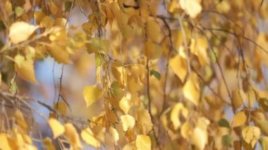 Parlak ve çarpıcı sarı yapraklar zarif bir şelale gibi güneş ışığına sarılarak sonbaharın güzelliklerini yakalıyor.