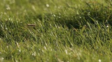 Özenle hazırlanmış, yemyeşil çimenlerin sabah çiy damlalarının yumuşak doğal ışıkta parladığı bir yakın çekim.