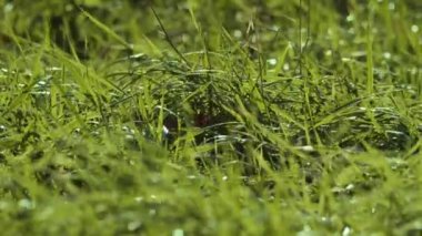 Rüzgarlı yeşil pirinç tarlası. Yüksek kalite 4k görüntü